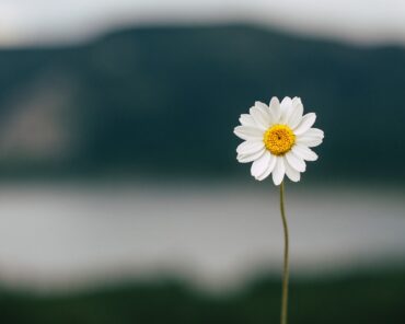 13 ottobre 2024 – Giornata Mondiale della gentilezza